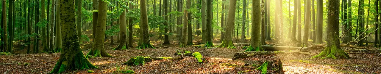 Buche Holz Heizwert